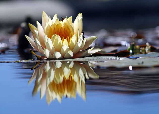 800px-Flower_reflection